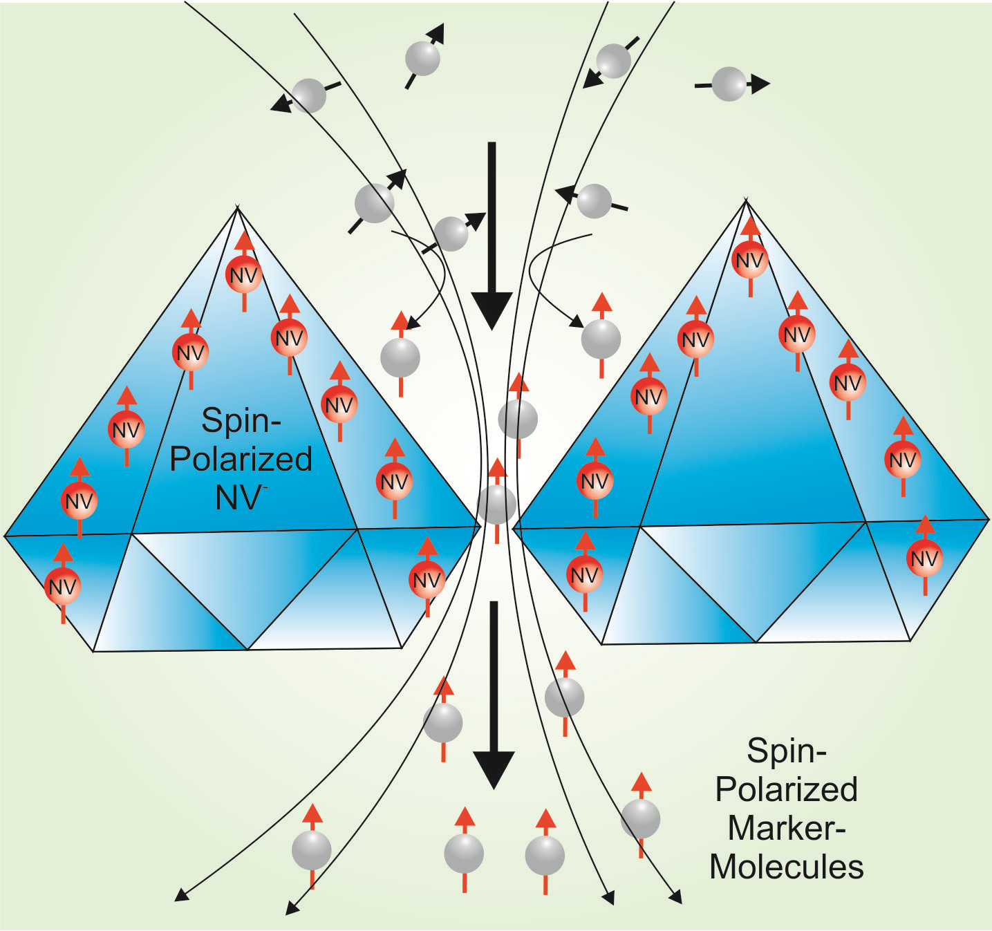 The technique used in MetaboliQs is based on the hyperpolarization of marker molecules like pyruvate used for magnetic resonance imaging. The technique used in MetaboliQs is based on the hyperpolarization of marker molecules like pyruvate used for magnetic resonance imaging.